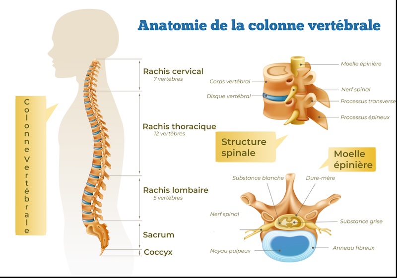colonne vertébrale