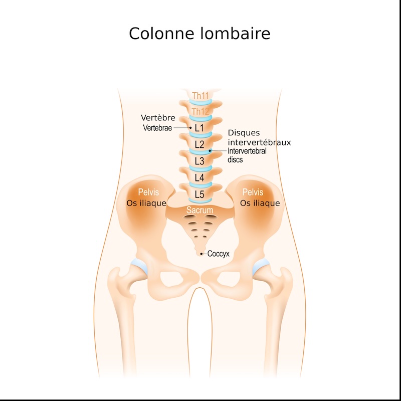 Colonne lombaire